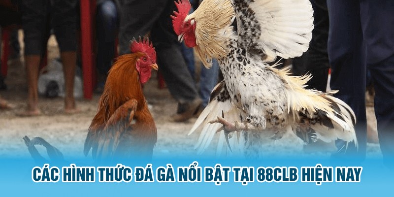 Các hình thức đá gà nổi bật tại 88CLB hiện nay