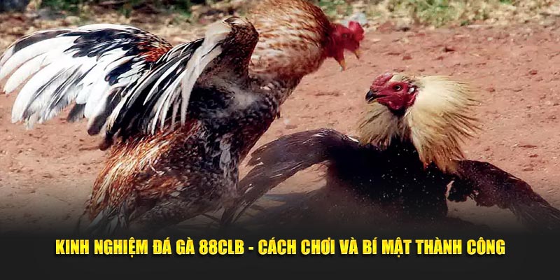 Kinh nghiệm đá gà tại sảnh chơi 88CLB