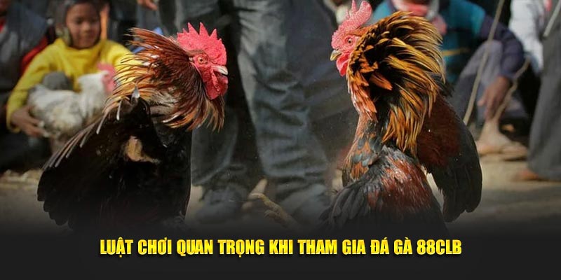 Luật chơi quan trọng khi tìm hiểu kinh nghiệm đá gà 88CLB