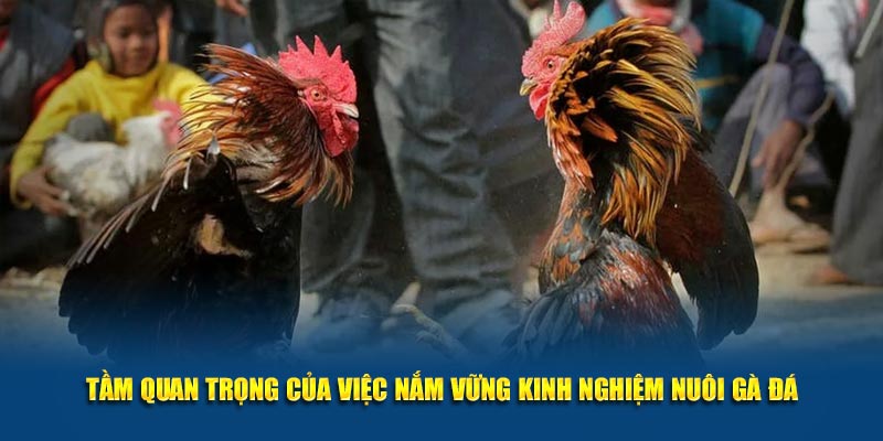 Tầm quan trọng của việc nắm vững kinh nghiệm nuôi gà đá