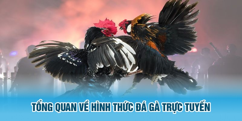 Hình thức đá gà trực tuyến tại 88CLB là gì